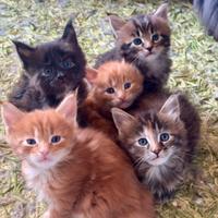 Cuccioli Maine Coon