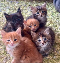 Cuccioli Maine Coon