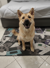 Lilith: splendida, addestrata e brava con i bimbi