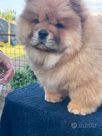 Chow chow