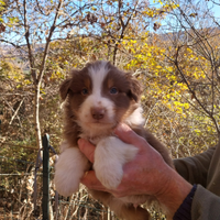 Cuccioli di pastore australiano