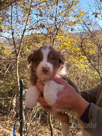 Cuccioli di pastore australiano