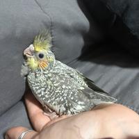 Pullo di calopsite perlata