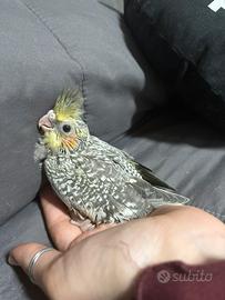 Pullo di calopsite perlata