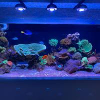 2 Plafoniera cetus 2 led 84w  per acquario