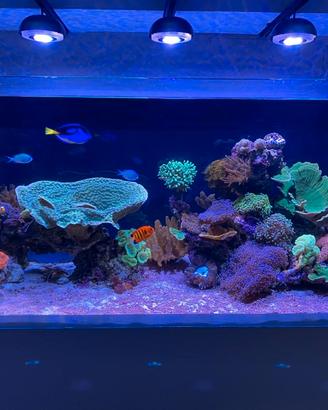 2 Plafoniera cetus 2 led 84w  per acquario