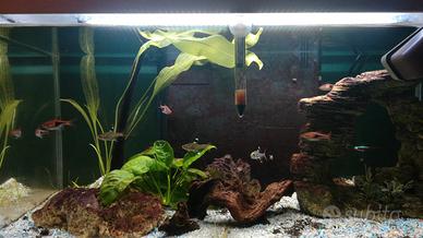 Acquario 60lt