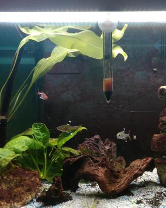 Acquario 60lt