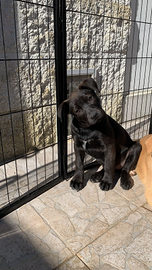 Olivia in Braccio di Ferro