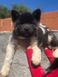 Akita Americano Cuccioli