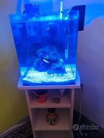 Acquario marino reef