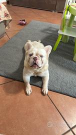 Bouldogue francese Fluffy