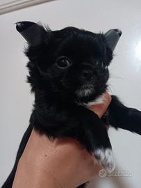 Chihuahua femmina