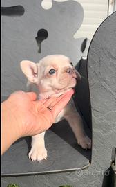 Cucciolo di bulldog francese Isabella