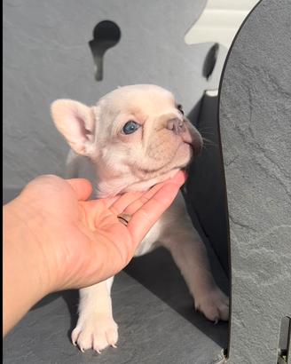 Cucciolo di bulldog francese Isabella
