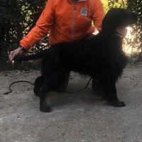 Setter Gordon disponibile x monte