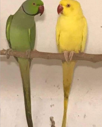 Pappagalli