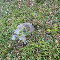 Lagotto con pedigree