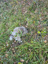 Lagotto con pedigree