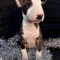 Bull terrier miniature