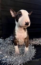 Bull terrier miniature