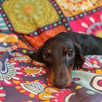 Bassotti femmine kaninchen