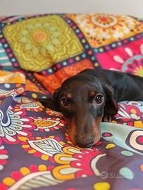 Bassotti femmine kaninchen