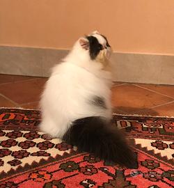 Gatto persiano