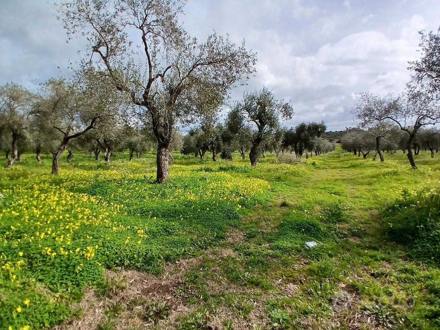 Terreno oliveto, fronte strada, Prato Comunale - Vista 5