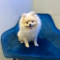 Spitz di Pomerania bianco