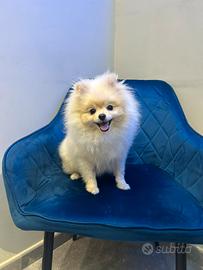 Spitz di Pomerania bianco