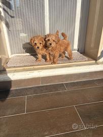 Barboncino toy albicocca 3 mesi