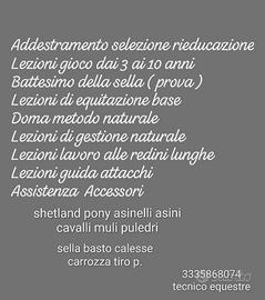 Pony asini cavalli muli
