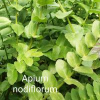 10 piante Apium Nodiflorum laghetto