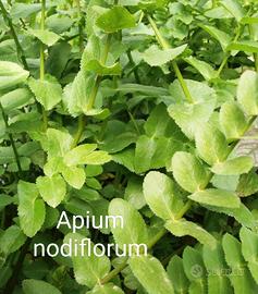 10 piante Apium Nodiflorum laghetto