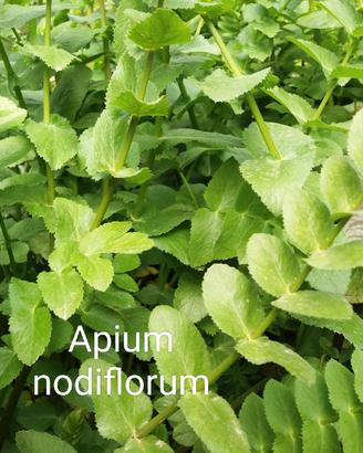 10 piante Apium Nodiflorum laghetto