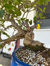 Ligustrum bonsai