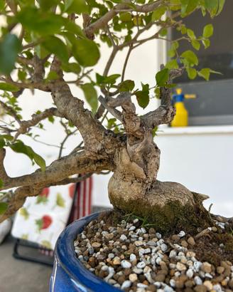 Ligustrum bonsai