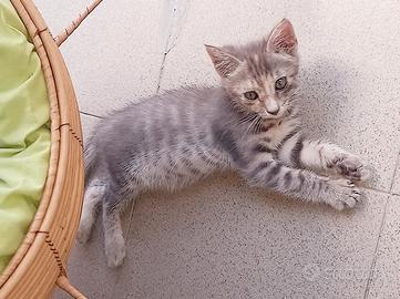 Gattina di circa 2 mesi per adozione