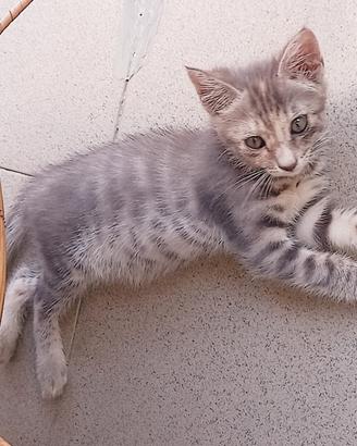 Gattina di circa 2 mesi per adozione