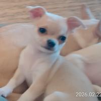 Cucciola chihuahua