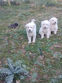 Pastore maremmano abruzzese