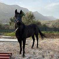 Castrone quarte horse