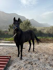 Castrone quarte horse