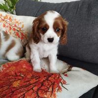 Cavalier King Charles Spaniel cuccioli