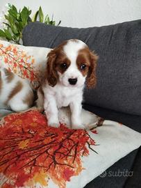 Cavalier King Charles Spaniel cuccioli