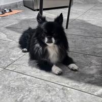 Chihuahua maschio per monta
