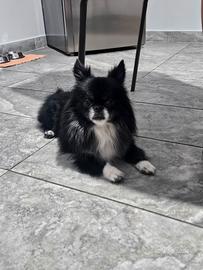Chihuahua maschio per monta
