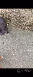Pitbul