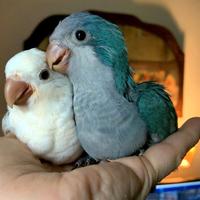 Pappagalli Parrot Sicily